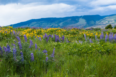 Rowena Crest