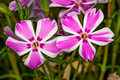 Creeping Phlox