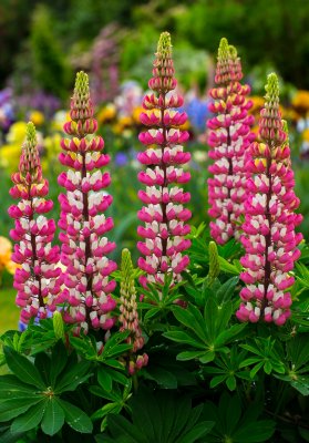 Lupine