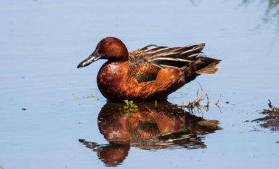 Cinnamon Teal

1/125, f/11.0, at 1300mm, ISO 200