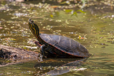 Western Painted Turtle