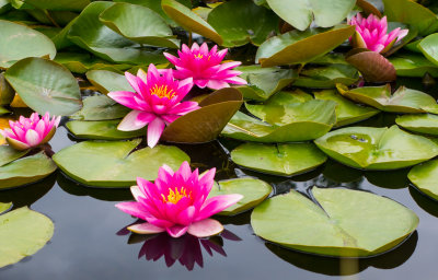 Water Lilies