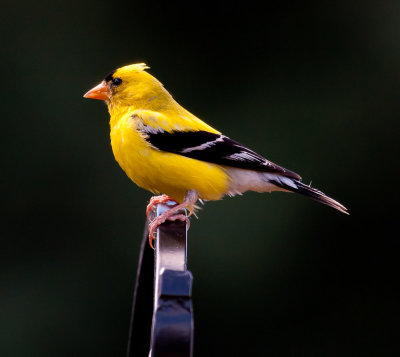 Goldfinch