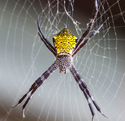 Garden Friend