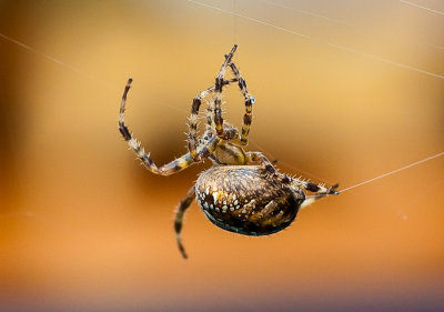 Furrow Spider Perhaps?