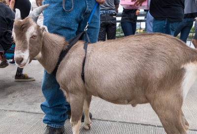 Mookie

Mookie is a service goat.  The owner is on disability with environmental allergies. Mookie has been approved for air travel but the owner must purchase an extra seat.....