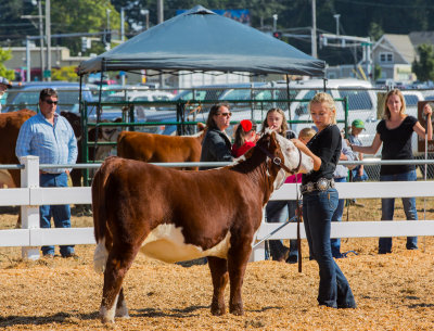 A Winning Heifer 