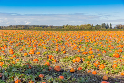 Hubbard Squash