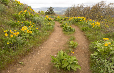 On Rowena Crest