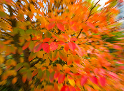 Leaf Mosaic