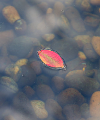 Lone Leaf