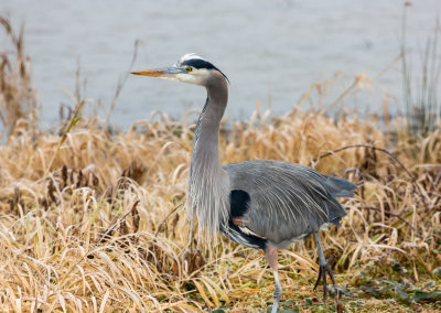 Blue Heron