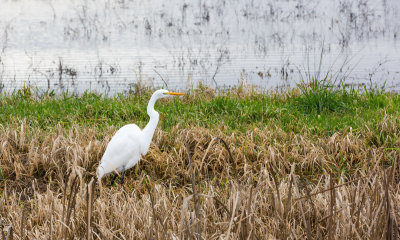 Egret