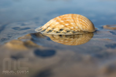 SAM_3715raw.jpg