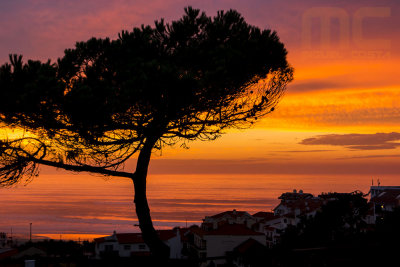 SAM_3854raw.jpg