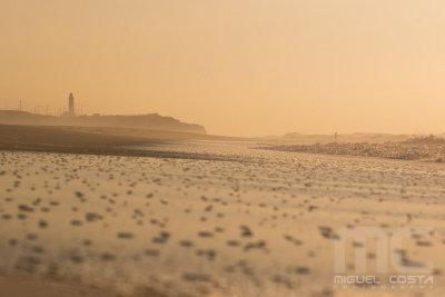 SAM_4687raw.jpg