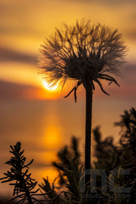 SAM_1802raw.jpg