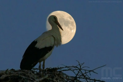 Stork at the moon