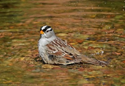 White-crowned Sparrow