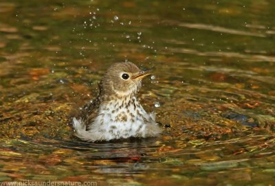 Swainson's Thrush