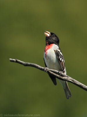 Rose-breasted Grosbeak