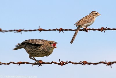 Cowbird chick and Clay-colored Sparrow parent