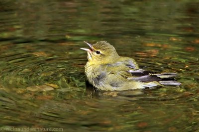 Tennessee Warbler