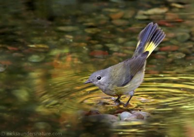 American Redstart