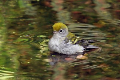 Chestnut-sided Warbler