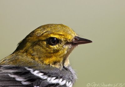 Black-throated Green Warbler