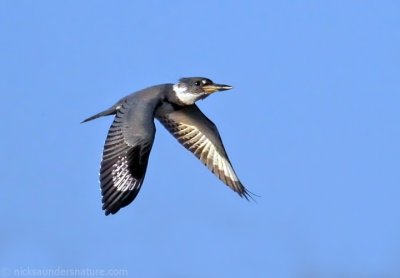 Belted Kingfisher