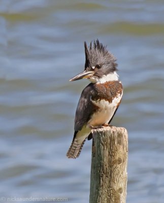 Belted Kingfisher