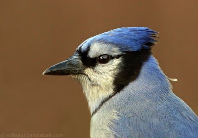 Blue Jay