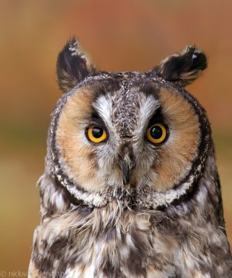 Long-eared Owl