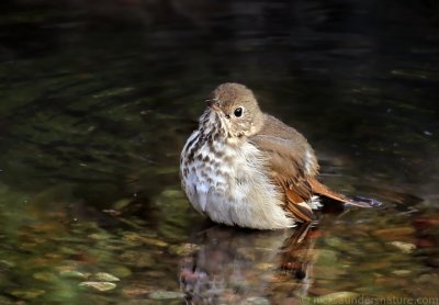 Hermit Thrush