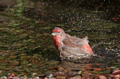 House Finch