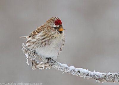 Common Redpoll female