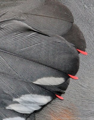 Waxwing feathers