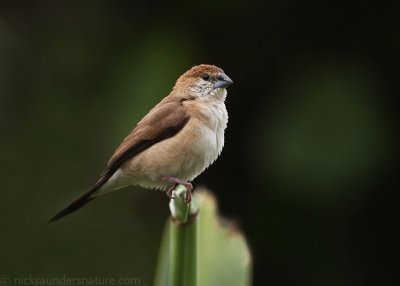 Silverbill