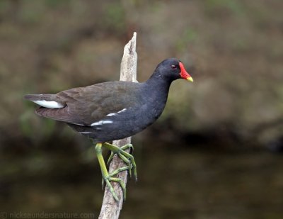 Moorhens and Coots