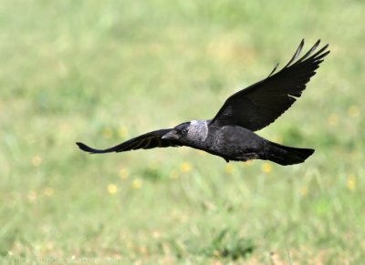 Jackdaw 
