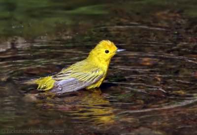 Yellow Warbler male