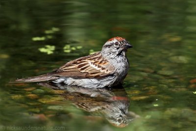 Chipping Sparrow