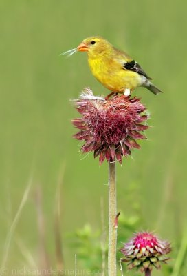 American Goldfinch