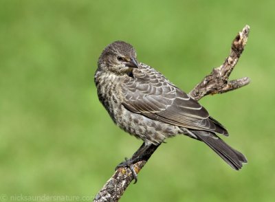 juvenile