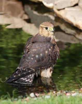 merlin