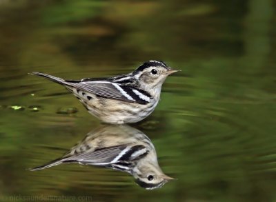 Black and White Warbler