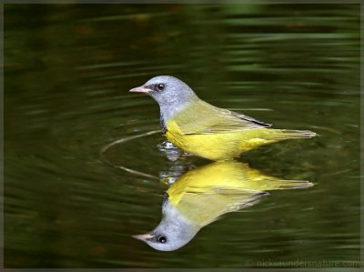 Mourning Warbler