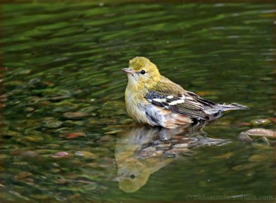 Bay-breasted Warbler