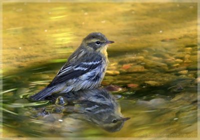 Blackburnian Warbler